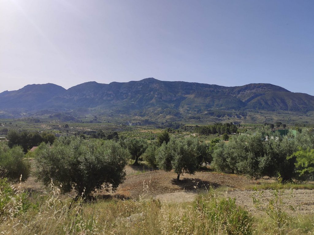 Imagen Campo de olivos en Gorga